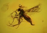 Fossil Fly (Diptera) In Baltic Amber #72225-3